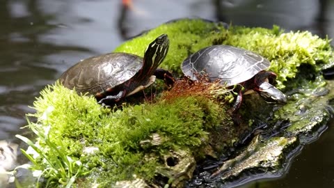 koi and goldfish pond 190623 turtles