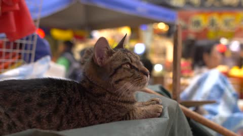 CU of Cat laid in Busy Market