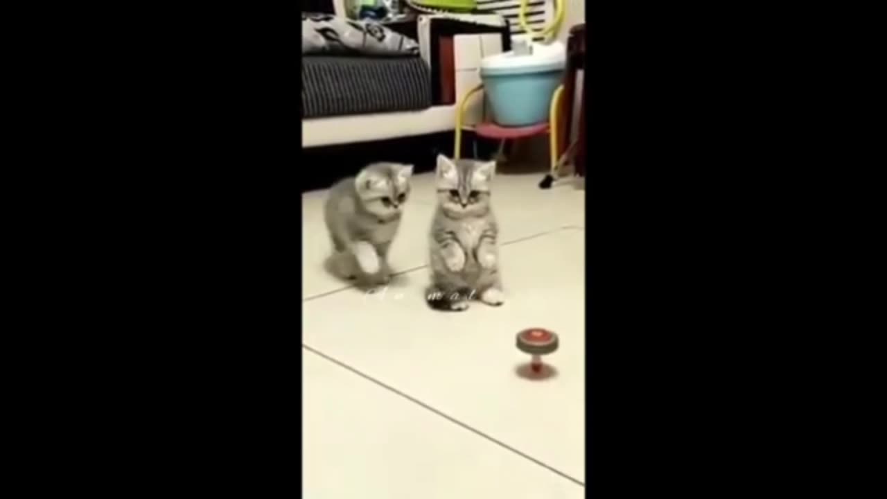 Animals video funny animals video