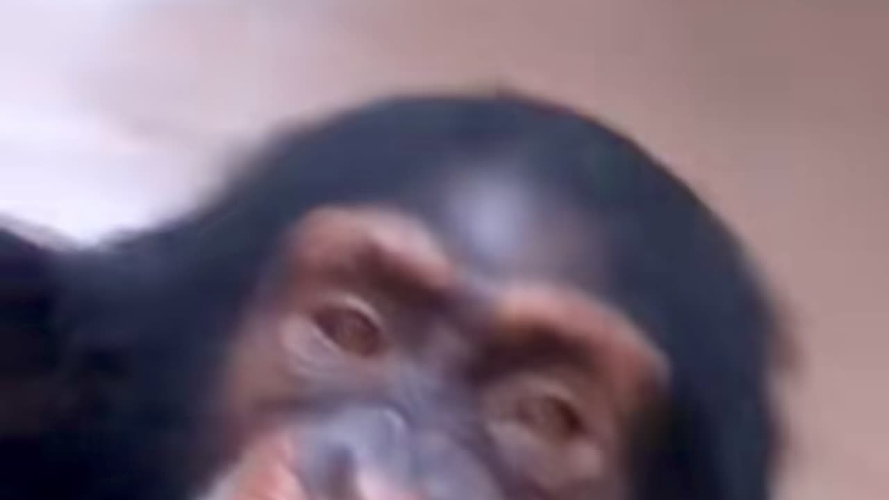 Monkey​ funny