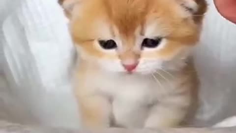 Funny🤣 🔥😱😂😂🔥🔥🔥cat