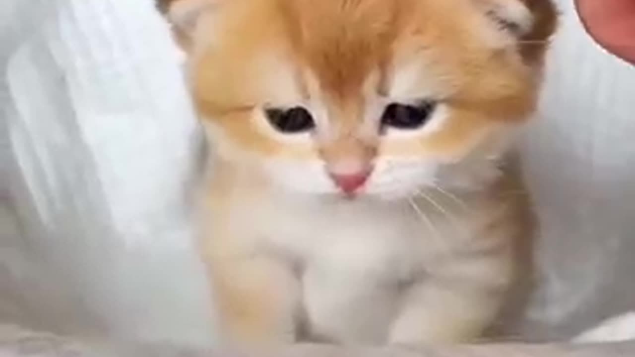 Funnyπ€£ π₯π±πππ₯π₯π₯cat