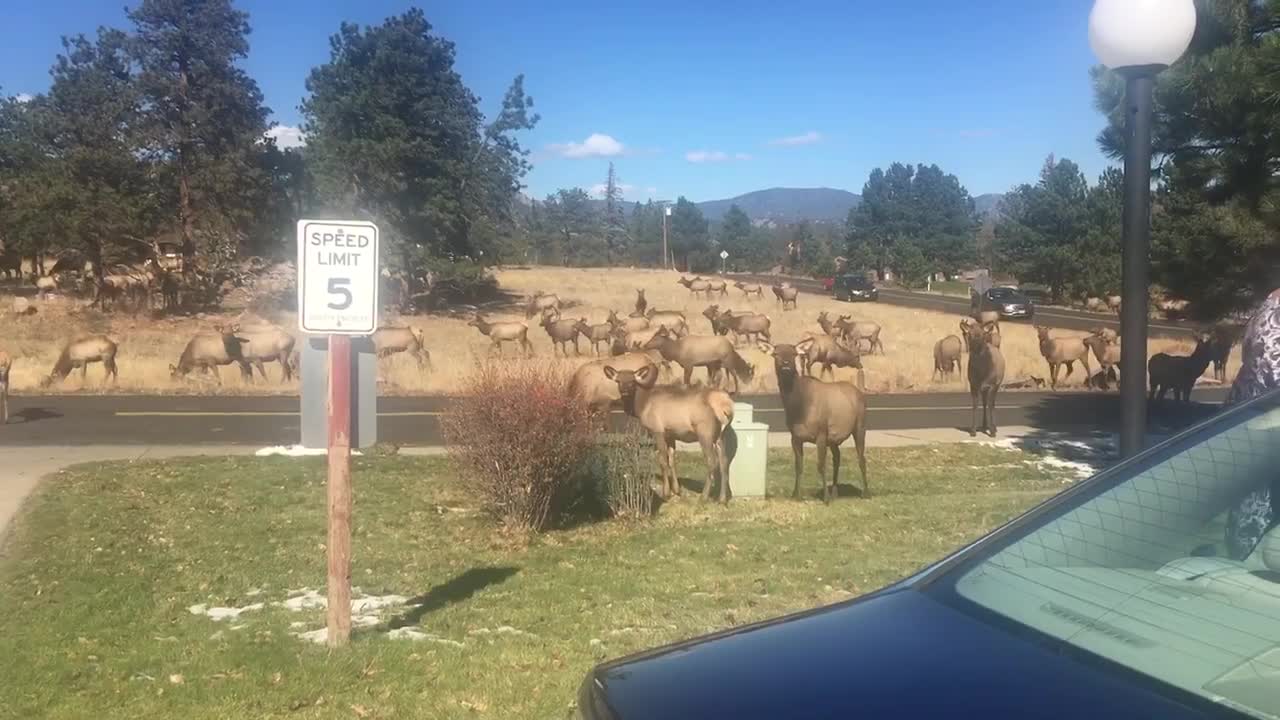 Elk herd