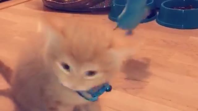 My little cat@