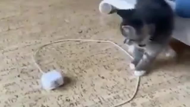Funny cats