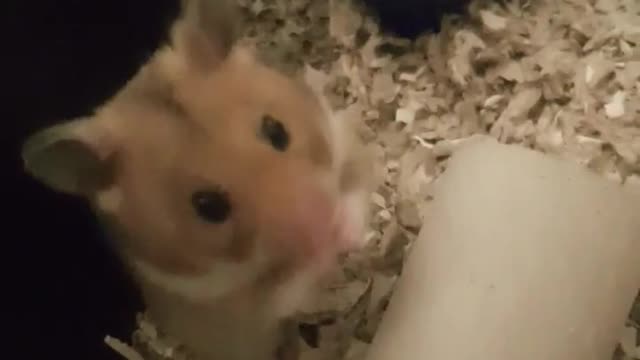 Sød hamster om morgenen