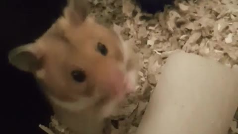 Sød hamster om morgenen