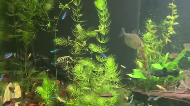 My 6’ tropical community 🐠