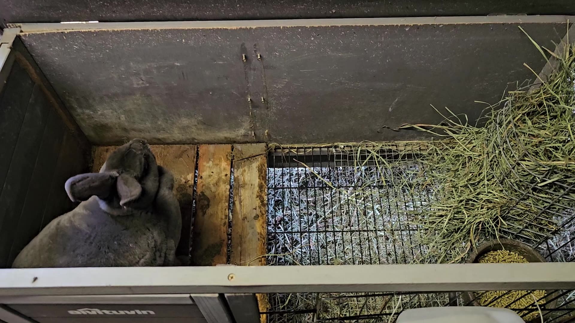 Underfed Rabbit Kit Weaning Rabbits (Kits)