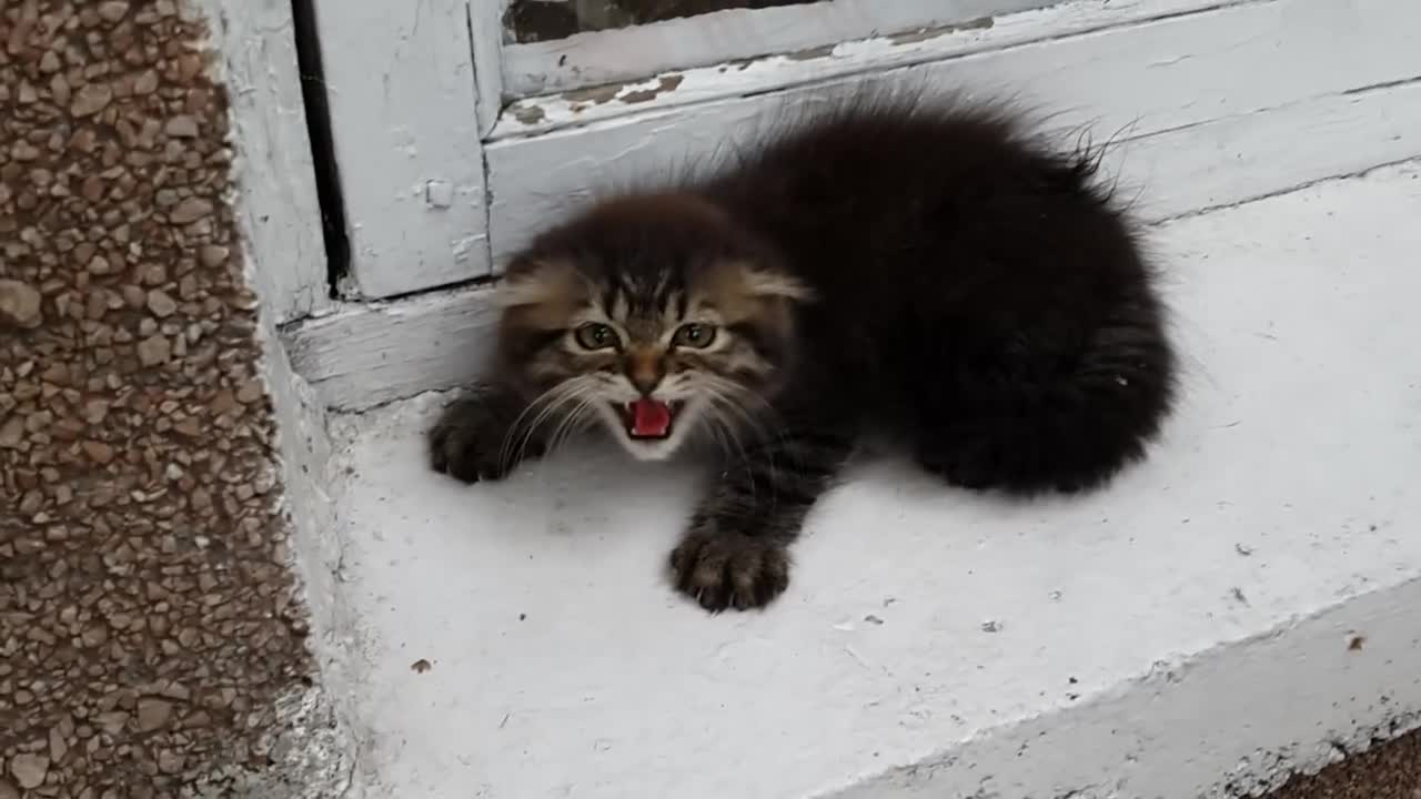 Very angry kitten!!!