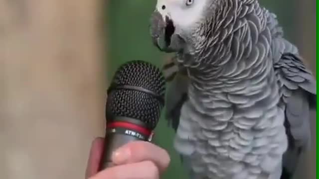 birds can talk