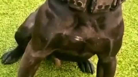 #pitbull #dog 🔥🔥🔥🔥🔥🔥🔥🔥 short video 🖤🖤 02 ❤️❤️
