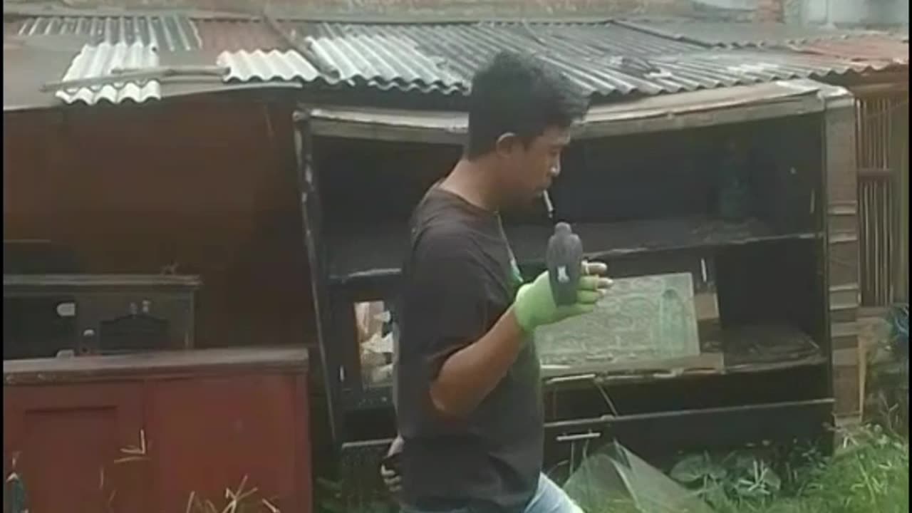 Bird trainer profesional