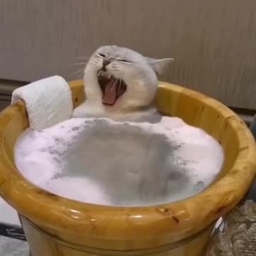 OMG Cats | Cat Meowt #Shorts