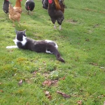 So fun cat and local