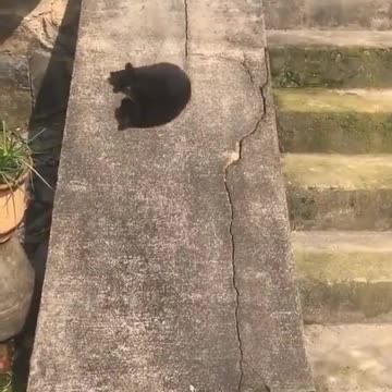Funniest Cats 🐱 A black cat is playing