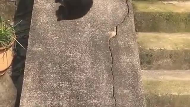 Funniest Cats 🐱 A black cat is playing