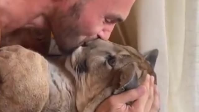 Shy cougar kissed by owner