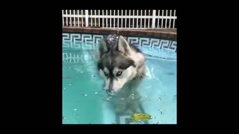 DOGS LOVE WATER.... FUNNY AND LOVELY DOGS