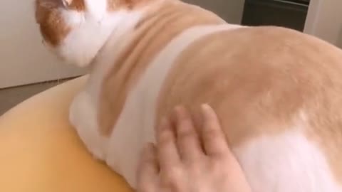 This cat has a big butt !!😂😂