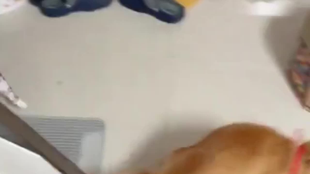 2023 funniest cat video.