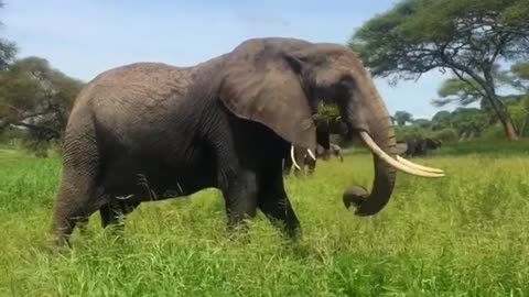 Elephant tries to eat