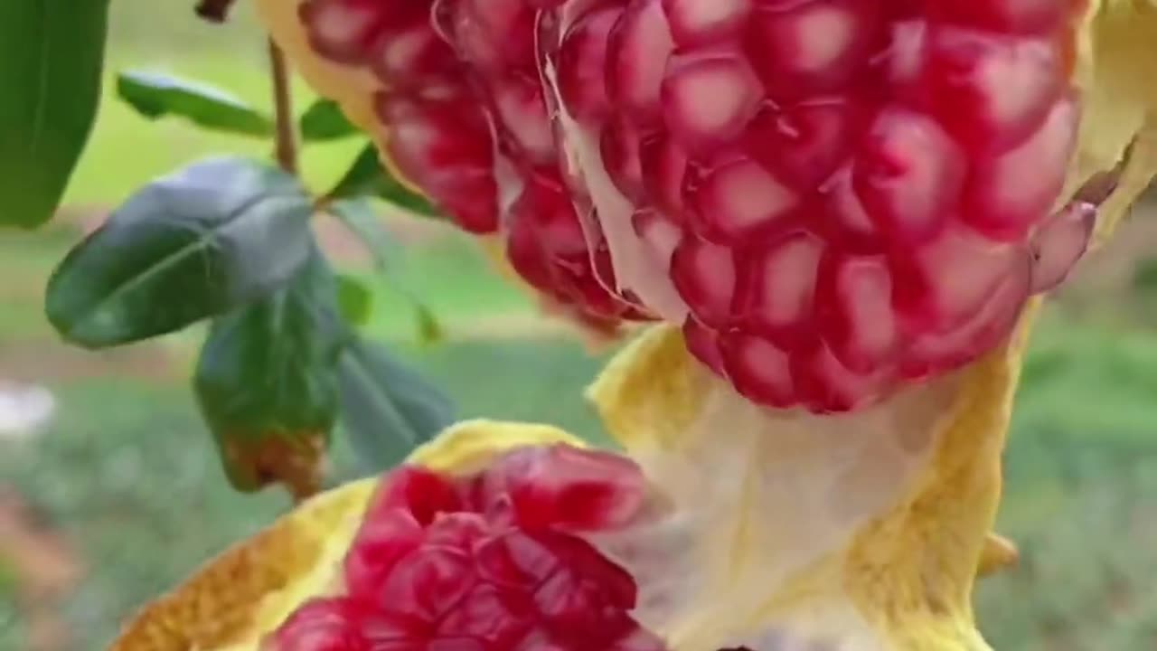 How People are Reacting to Pomegranate