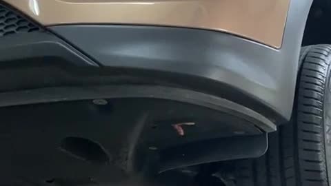 Kittens Found During Car Inspection