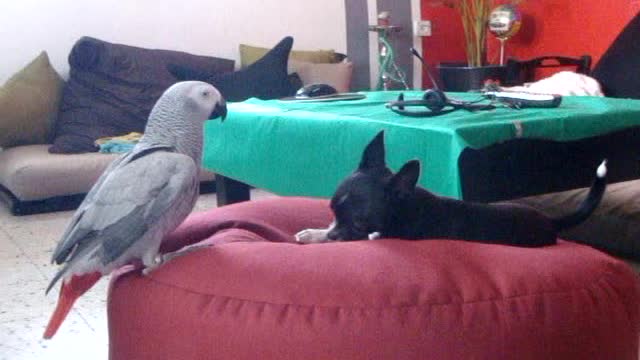 Dog and parrot are best friends