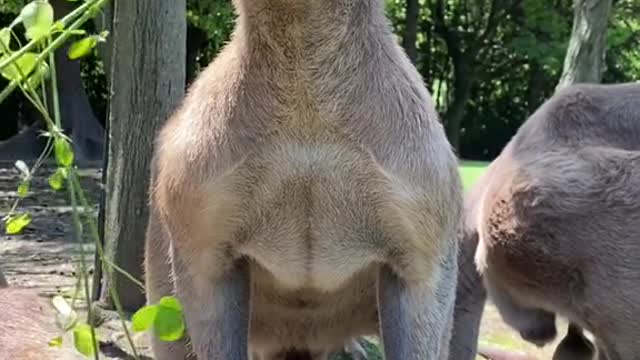 kangaroos
