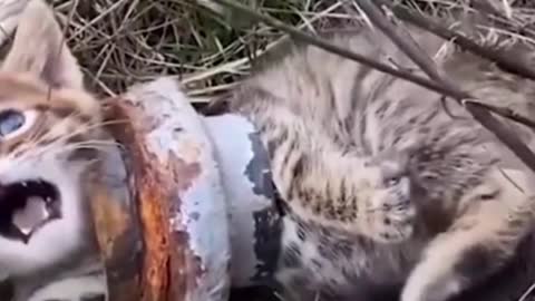 Cat Rescue Challlange 2022 | Shorts