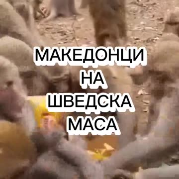 МАКЕДОНЦИ НА ШВЕДСКА МАСА