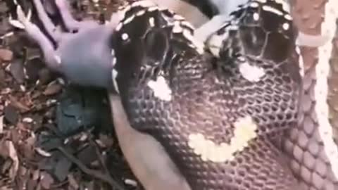 Wild Creature-snakes have two heads