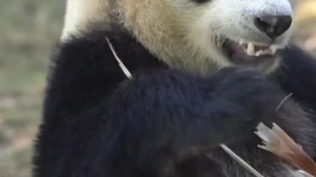 Handsome giant panda