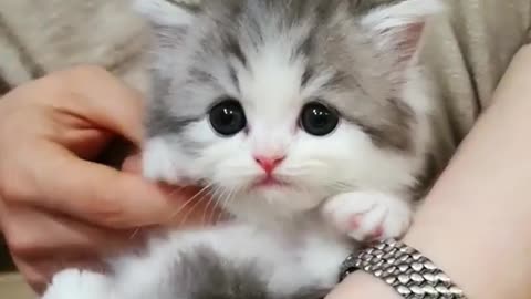 Fun animal
