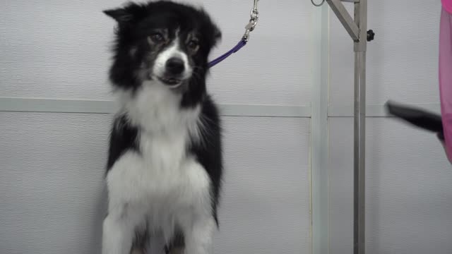 This Border Collie has a story to tell