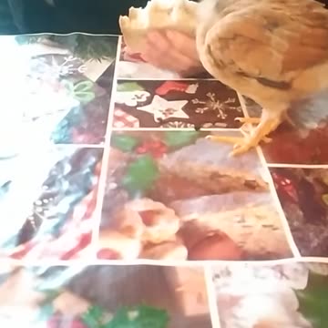 Goldi the chicken eats my mother's sandwich ;-)