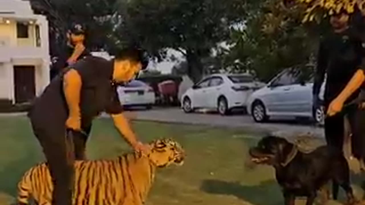 Animal tiger and dog