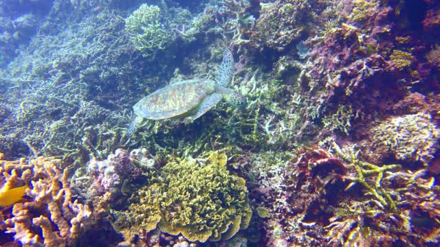 Colorful coral reef