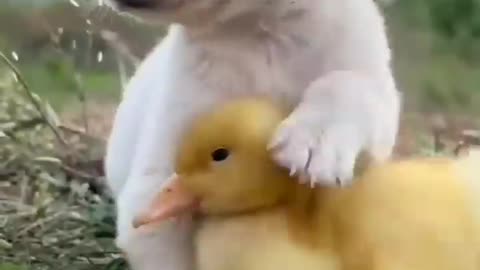 Little dog loves his little duck friend