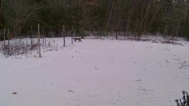 Healthy Bobcat