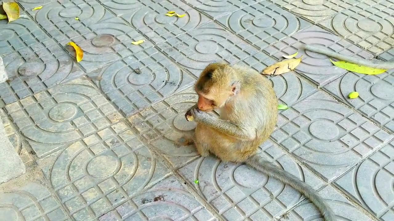 Funny monkey 2023, Funny animals 2