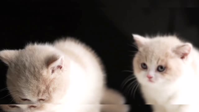 How much meat can two lovely kittens eat?