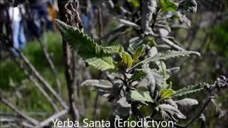 Southern California Medicinal plants at Rosemont Preserve La Crescenta