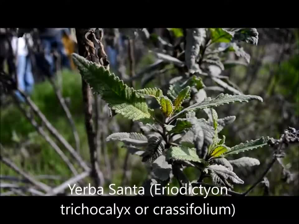 Southern California Medicinal plants at Rosemont Preserve La Crescenta