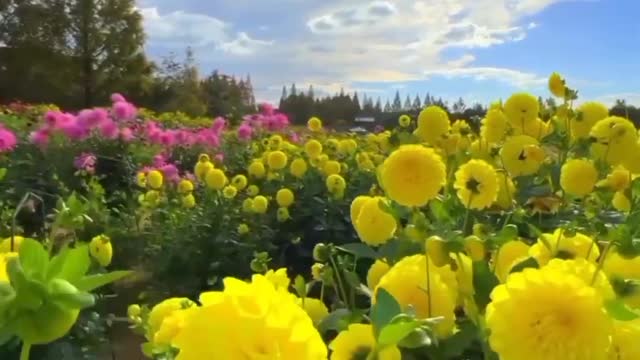 Amazing Dahlia fields