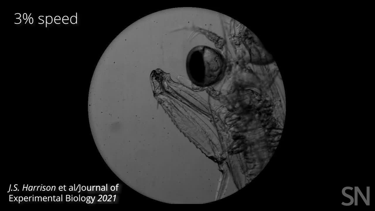 Watch a baby mantis shrimp punch in slow motion | Science News