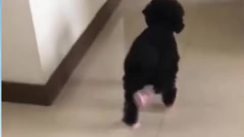 funny animal phần 4