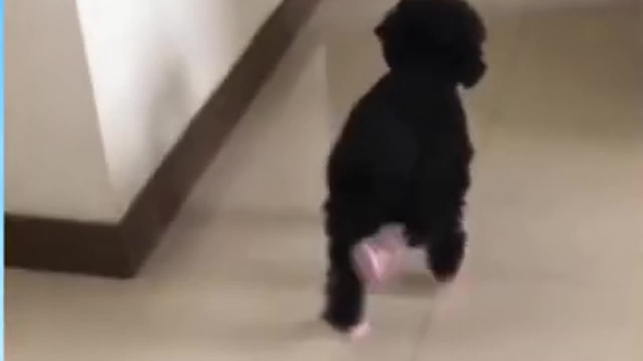 funny animal phần 4