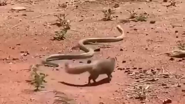 Mongoose vs cobra, who wins?